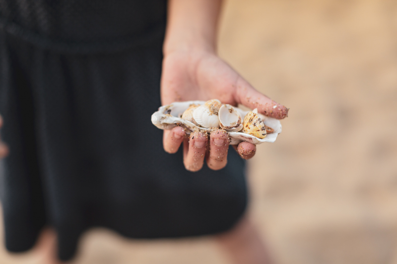 photos des coquillages ramassés a la plage
