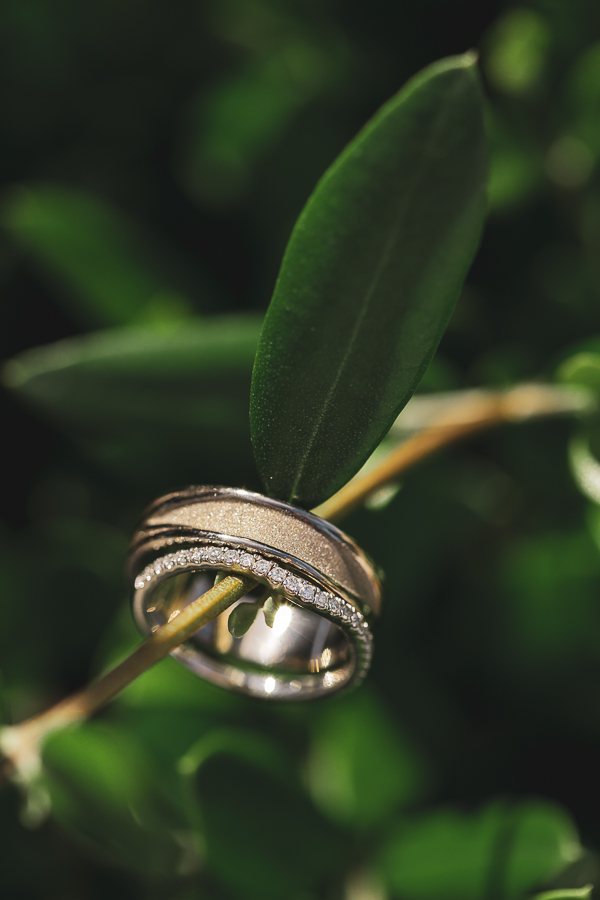 photo des alliances sur une branche d'olivier