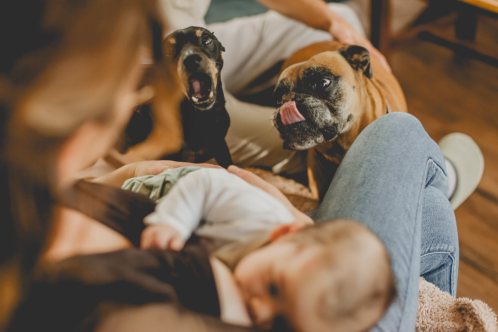 chien qui se leche les babines pendant que bébé est allaité